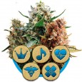 Medical mix - Royal Queen Seeds